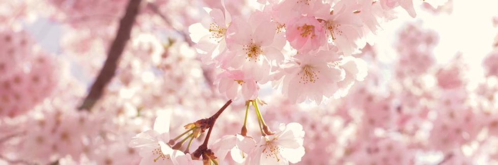 Pink cherry blossoms